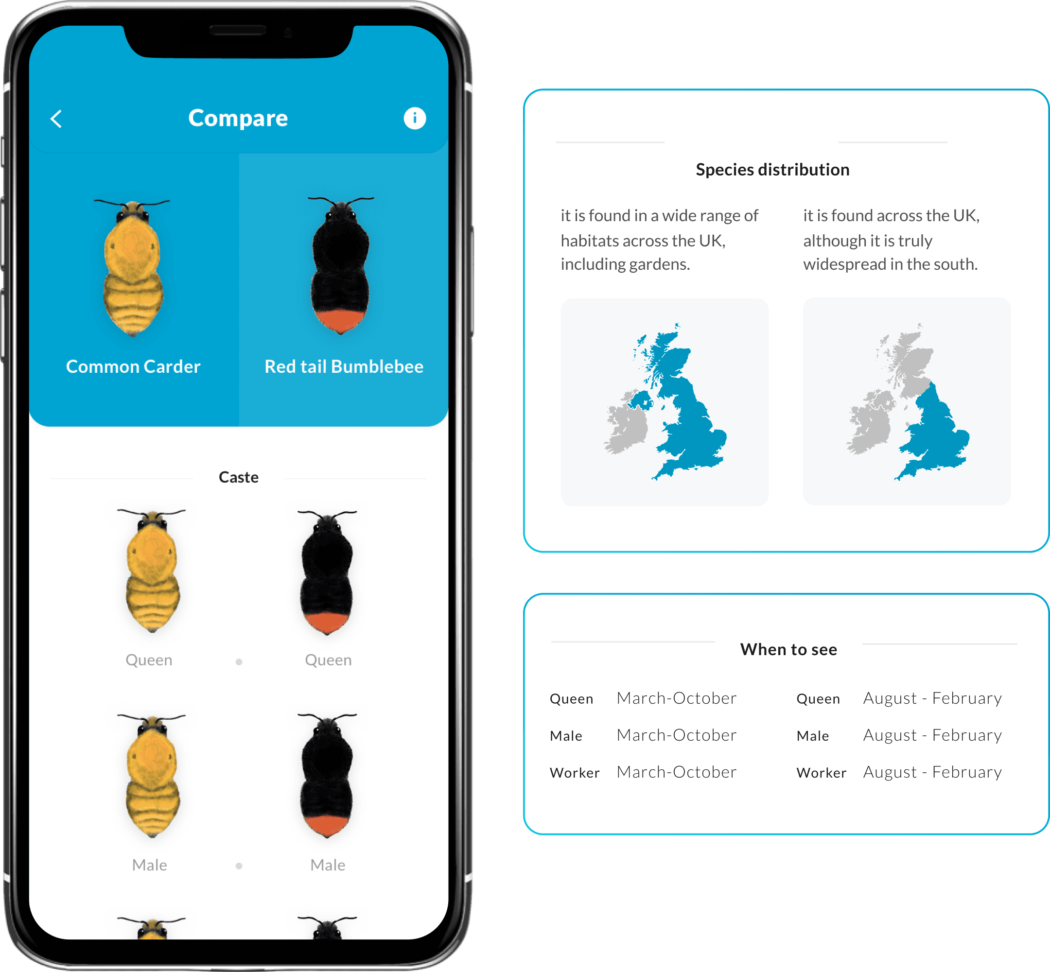 Bumblebee species comparison