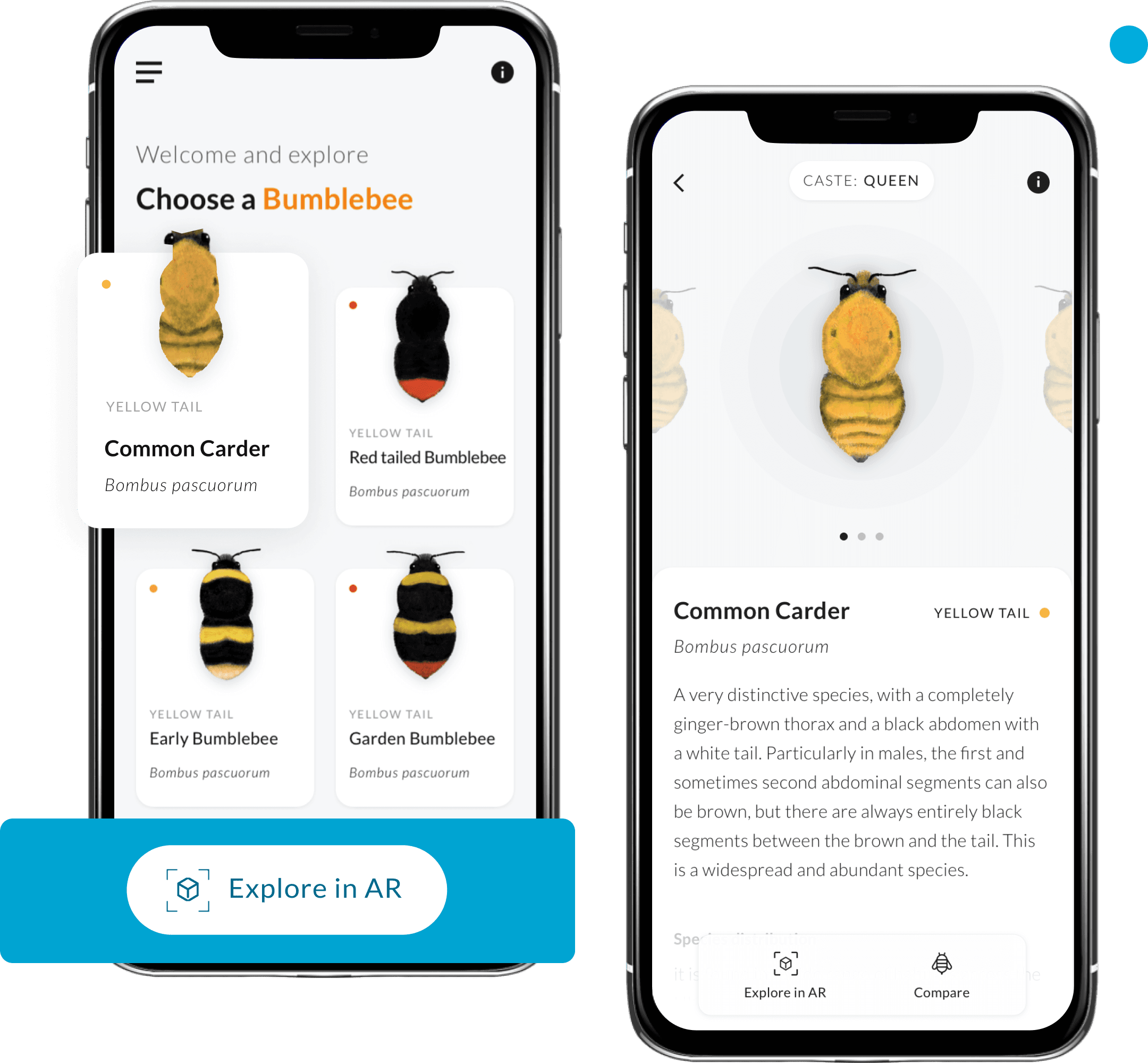 Exploring different bumblebees using the ‘What’s that Bumblebee app’