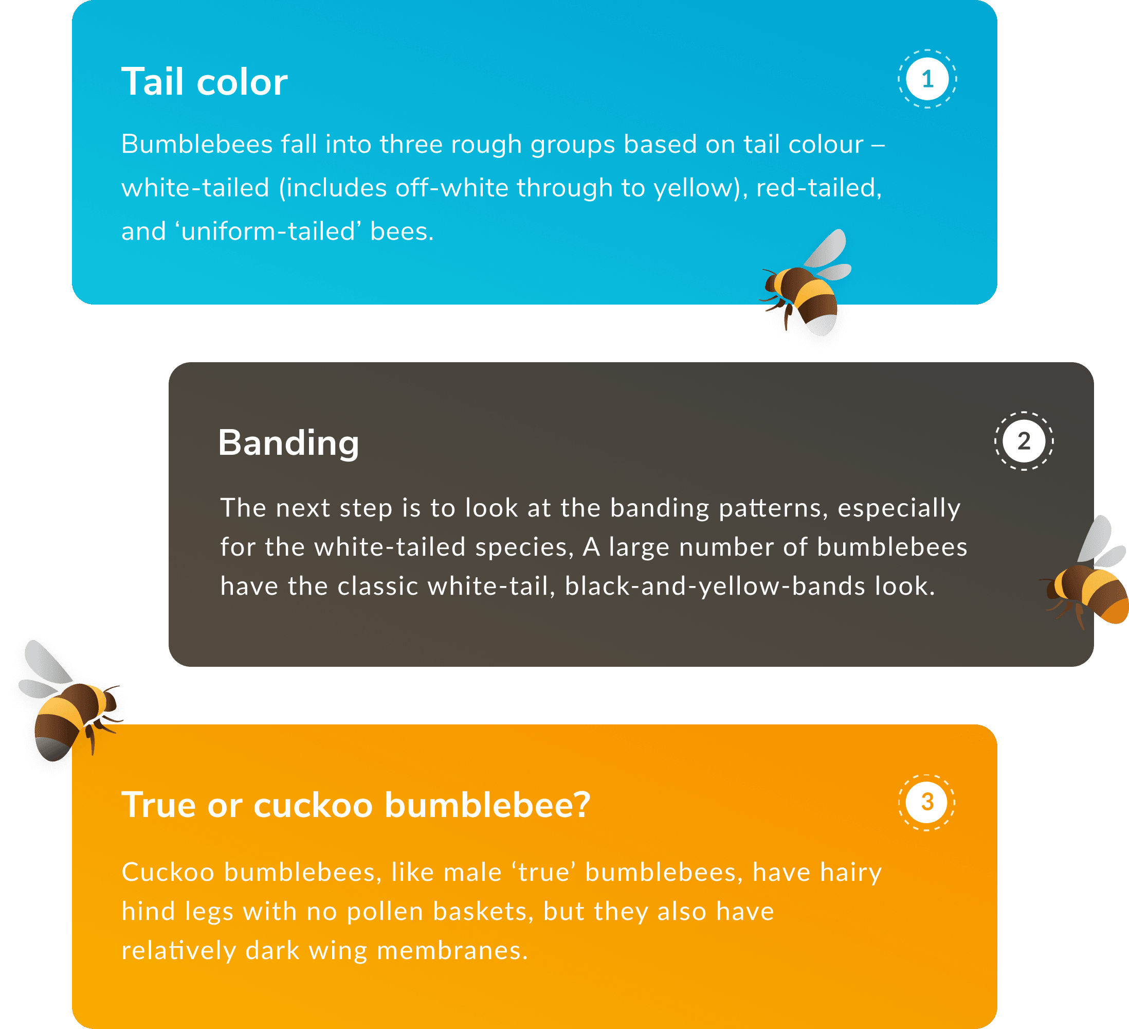 Detailed information on bumblebees